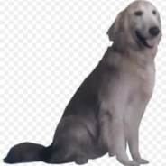 dog ♥♥♥♥♥♥♥♥.com