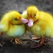 <207 duckyplay>