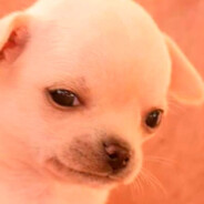 PERRITO CACHERO