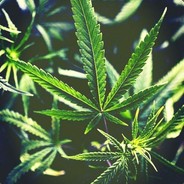 $Cannabis$