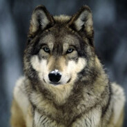 Black Wolf Solid ︻芫 ----- -™