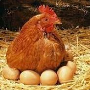 RoostersHaveSex?