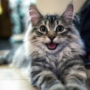 SmileCat