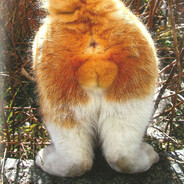 мошонка котенка