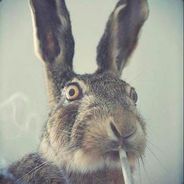 HappyBunny
