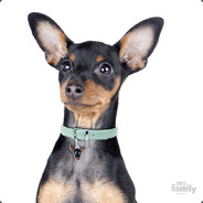 Pinscher