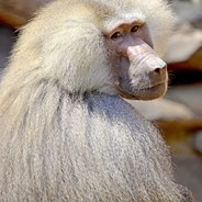DblNYASHKA