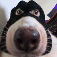 Dogtor Junior