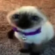 tako