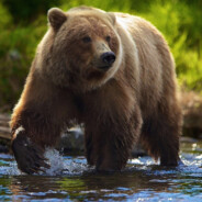 beargamer4324