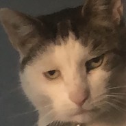 El Gato mal