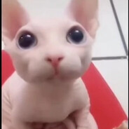 CarL