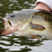 BIG BOY BASS