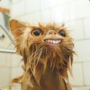 Sia