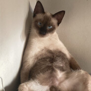 Bcou