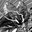 Group Avatar