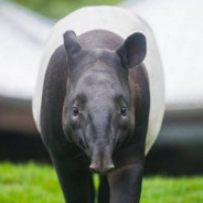 Tom Yam Tapir