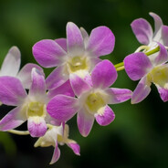 Dendrobium