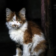 Kat