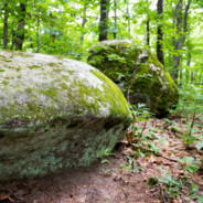 StoneForrest