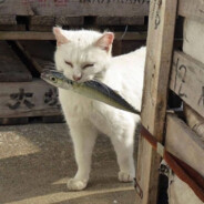 katkat