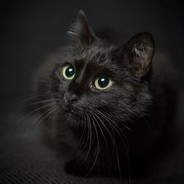 BlackCatDEMONHELL