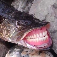 Sfarccc