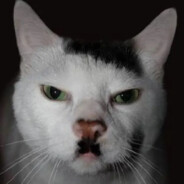 Main Katze