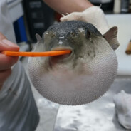 Аватар сообщества Steam