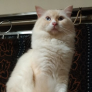 beoricat