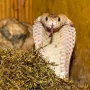 Cobra