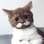 bıyıklı kedi