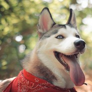 лайка тащит всех