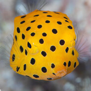 Suspicious Fishes