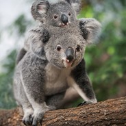 KoalaJones