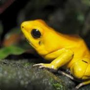 Sapo Amarelo
