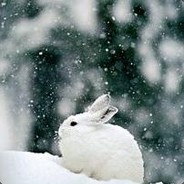 DaBadWabbit