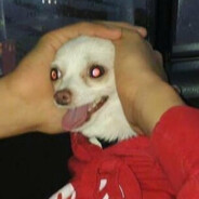 Adiabatic Doggo