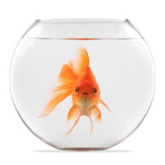 Dr. Fishy