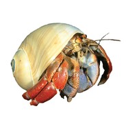 the gamer hermit crab