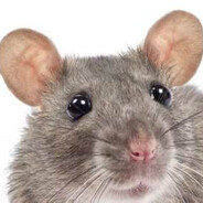 Little rat