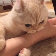 战场双截棍
