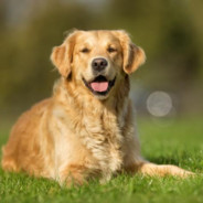 A literal dog