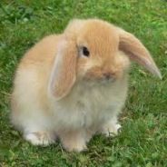 Rabbit