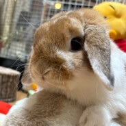 Moriibun