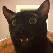 spicy_catt