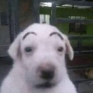 perrito