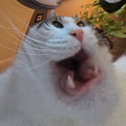 Boris