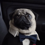 Licenciado Pug berto