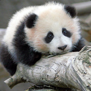 Panda_Nutz